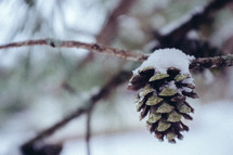 pine cone on a branch with snow 