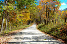 dirt road through a fall forest 