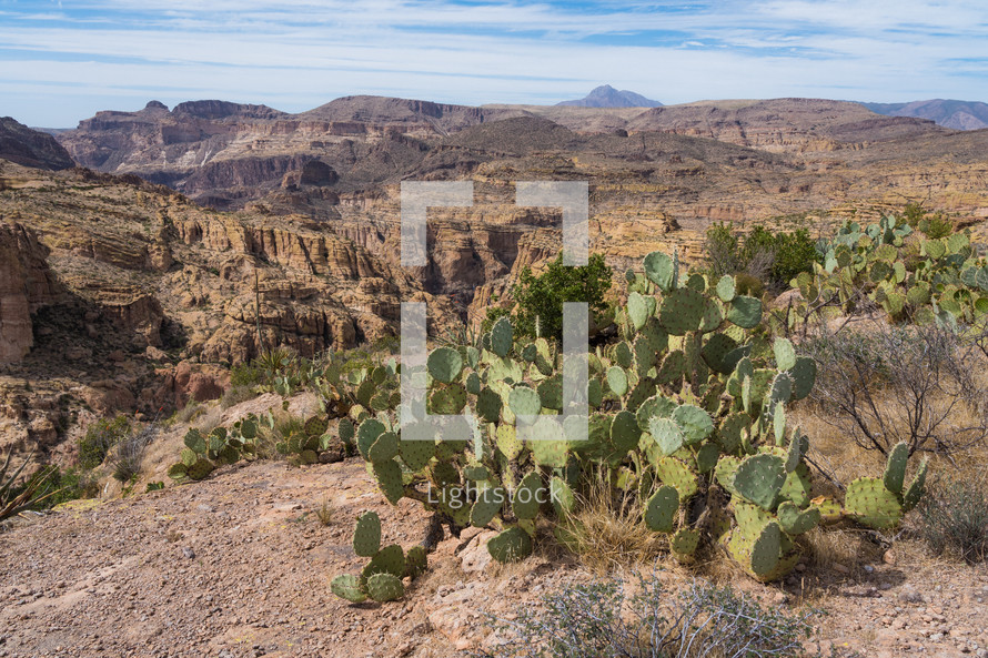 Cactus brushes in the desert.