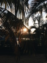 sun behind palm trees on a tropical beach 