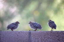 baby quail chicks 