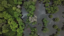 aerial view over trees in water 