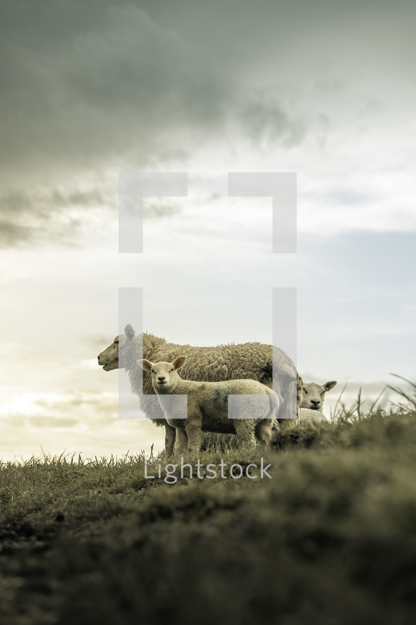 Lambs with mother sheep on a hill top, small baby sheep, white wooly farm animal, domesticated lambs, picturesque rural setting	
