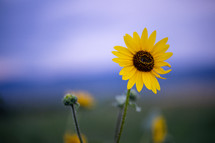 yellow flower against a blue sky background 
