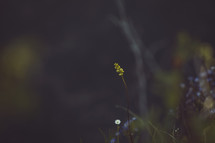 wildflowers against a dark background 