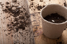 a seed in a pot and potting soil 