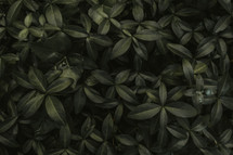 dark green leaves from above
