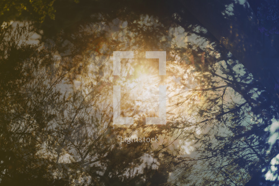 sun through branches abstract background 
