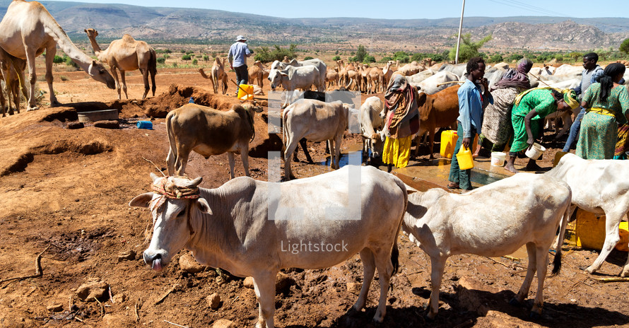 cattle and farmers in Ethiopia 