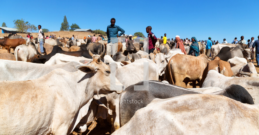 cattle and ranchers in Ethiopia 