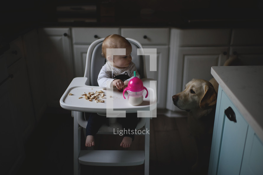 a dog watching a toddler in a highchair eating cheerios 