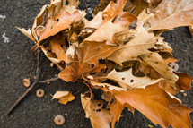 fall leaves and acorns on pavement 