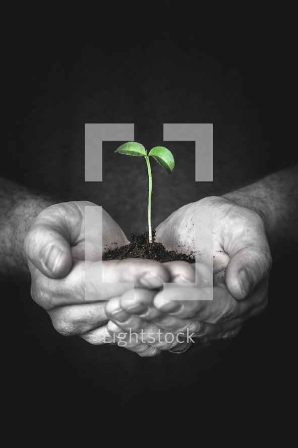 hands holding a sprout in dirt 