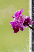 purple orchid in a window