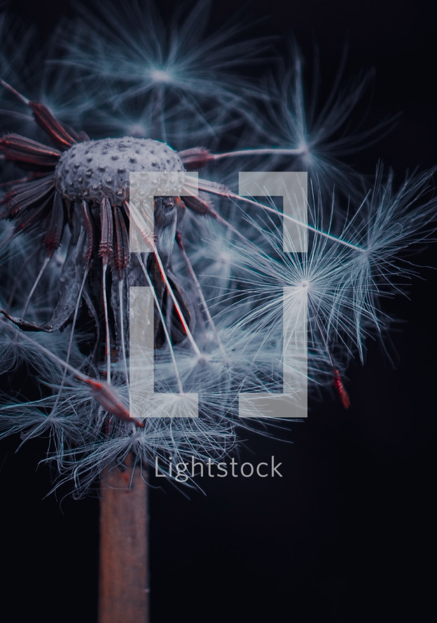 dandelion flower seed in the nature in autumn season