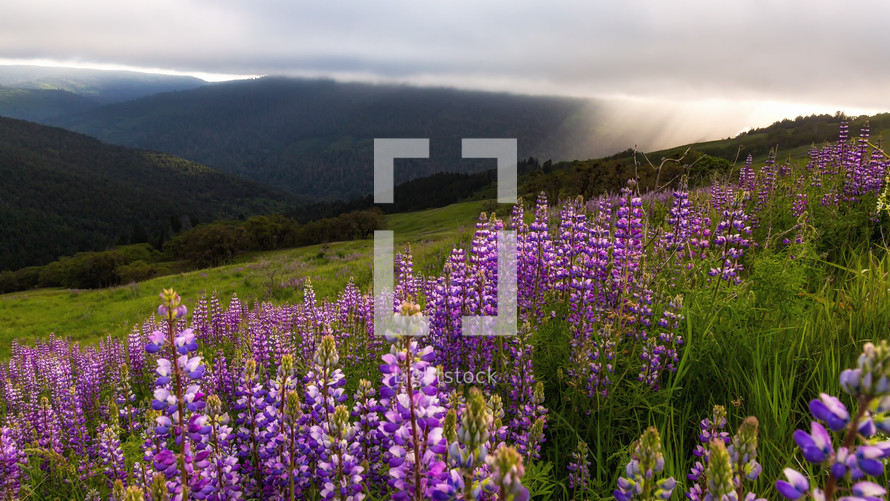 purple wildflowers on a mountaintop at sunrise 