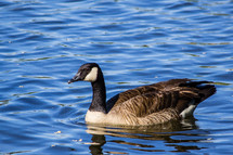 Single Canada Goose on a lake.