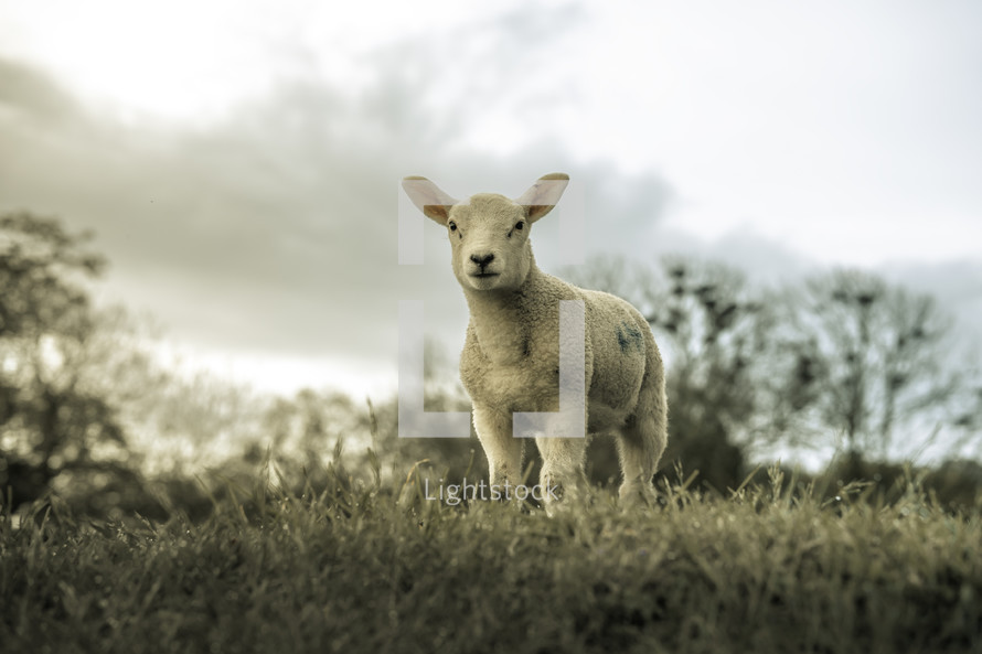 Lamb on a hill top, small baby sheep, white wooly farm animal, domesticated lambs, picturesque rural setting	
