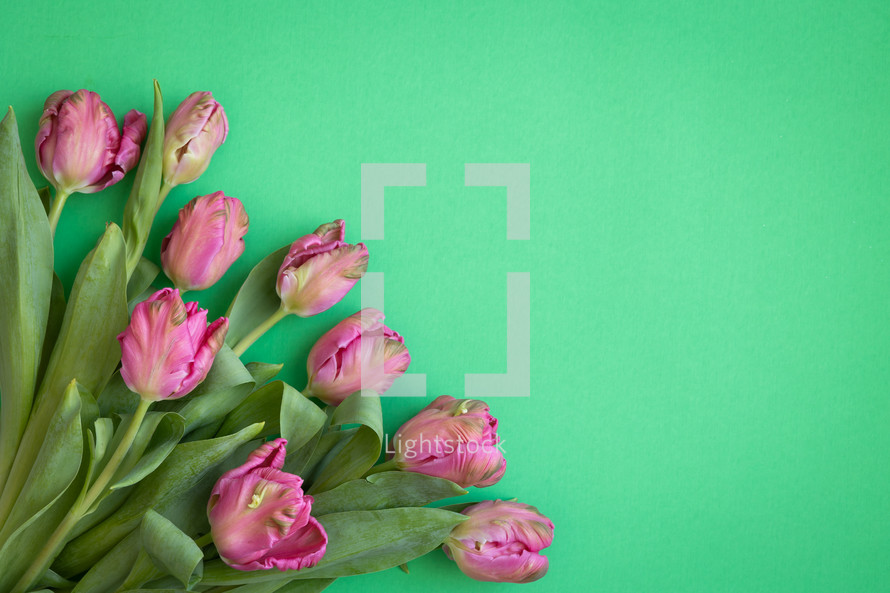 Border of pink tulips on a green background with copy space