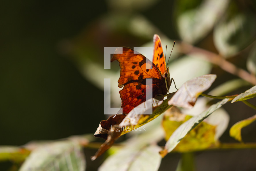 butterfly on a leaf 