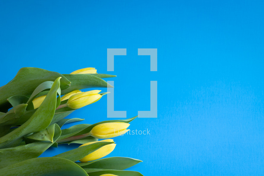 Yellow tulips laying on a bright blue background with copy space
