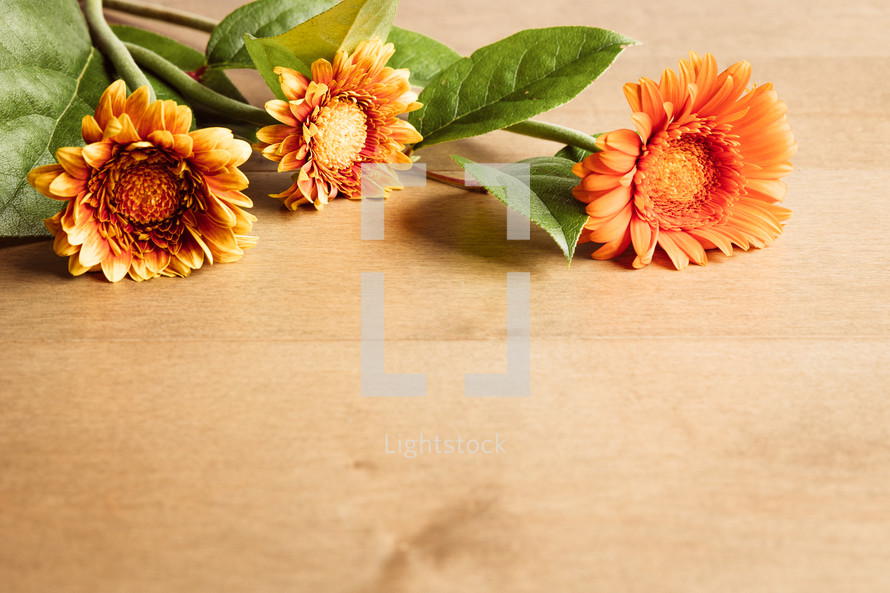orange Gerber daisies on a wood background 