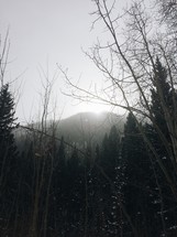 snow and fog in a mountain forest 
