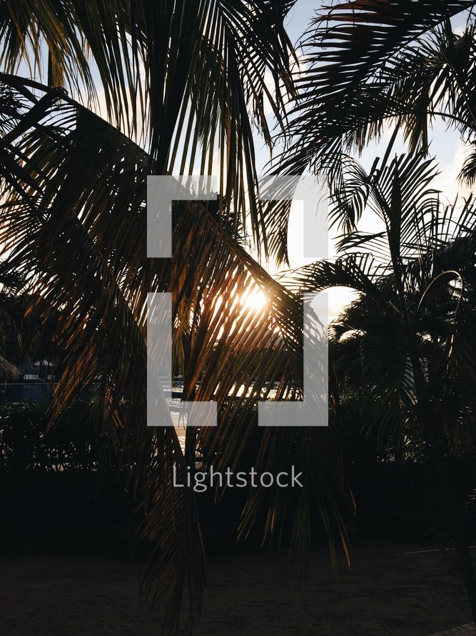 sun behind palm trees on a tropical beach 