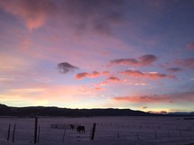 horses in a snowy pasture at sunset 