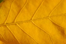 veins on a golden yellow fall leaf - seasonal background backdrop texture 