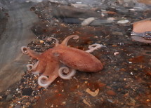 Curled Octopus in a Rock Pool, Wicklow, Ireland