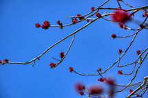 red flowers on a spring tree branch, first signs of spring 