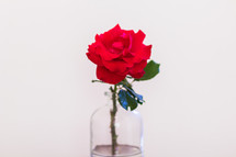 single red rose in a vase 
