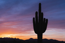 Beautiful sunsets at the saguaro cactus desert.
