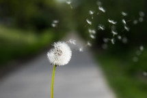 seeds blowing from a dandelion 