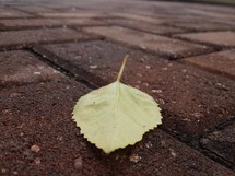 a leaf on brick pavers 