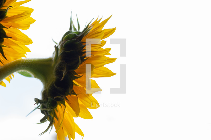 sunflowers against white background