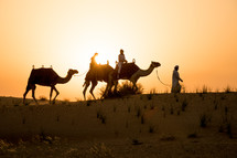 camels in Dubai 