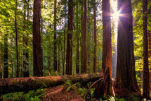 redwood forest 