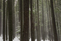 forest with snow and tall trees