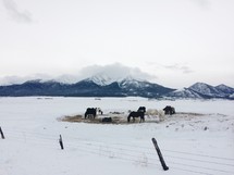 grazing horses in a snow pasture 