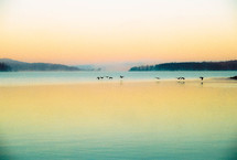 geese flying over a lake at sunrise 