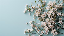 Elegant Cherry Blossoms on a Calm Blue Background
