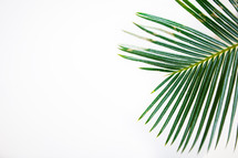 Palm leaf on a white background 