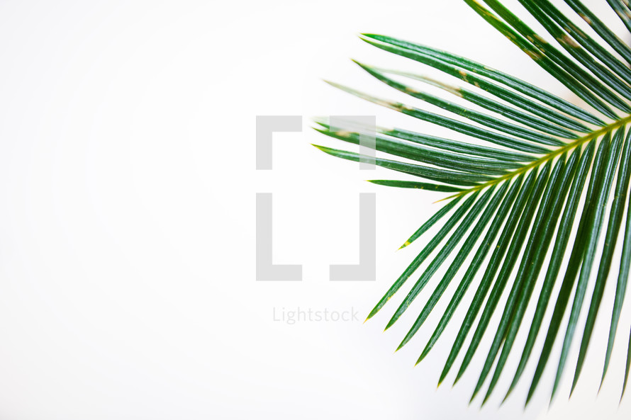 Palm leaf on a white background 