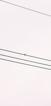 bird on a wire 