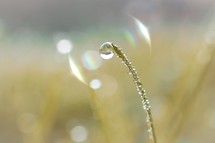 drop on the grass leaf in springtime in rainy days