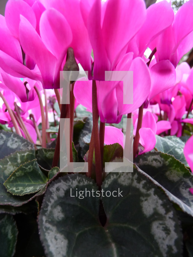 closeup of beautiful pink cyclamen flowers and leaves
