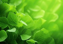 Green leaves background with sunlight and bokeh. Nature background.