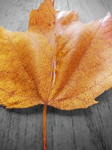 an orange leaf on wood 